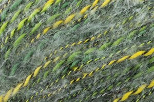 Juliet - 36 wiosenna łąka