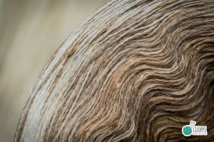 SOFT HARVEST BUTTERFLY - MB21